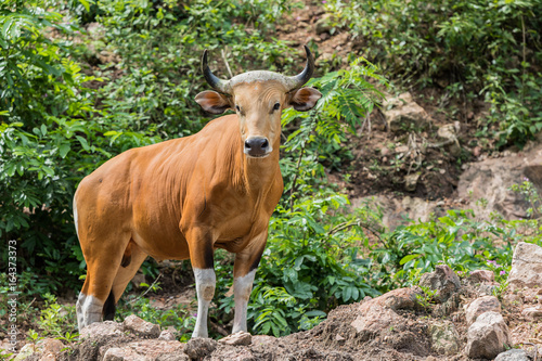 Banteng Live In Khao Kheow Open Zoo,Thailand.