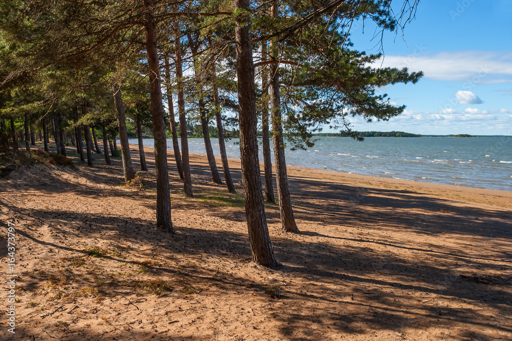 Fotografie Pine forest on the sandy beach by a lake