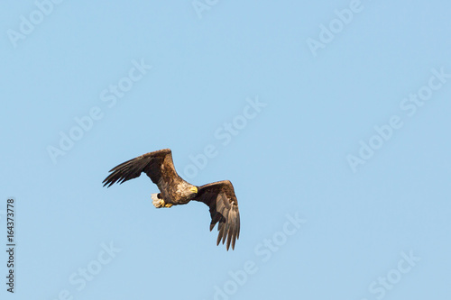 White-Tailed eagle flying in the blue sky