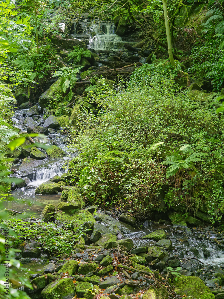 A woodland brook passes over small waterfalls as it winds its way through dense undergrowth. A woodland brook passes over small waterfalls as it winds its way through dense undergrowth.