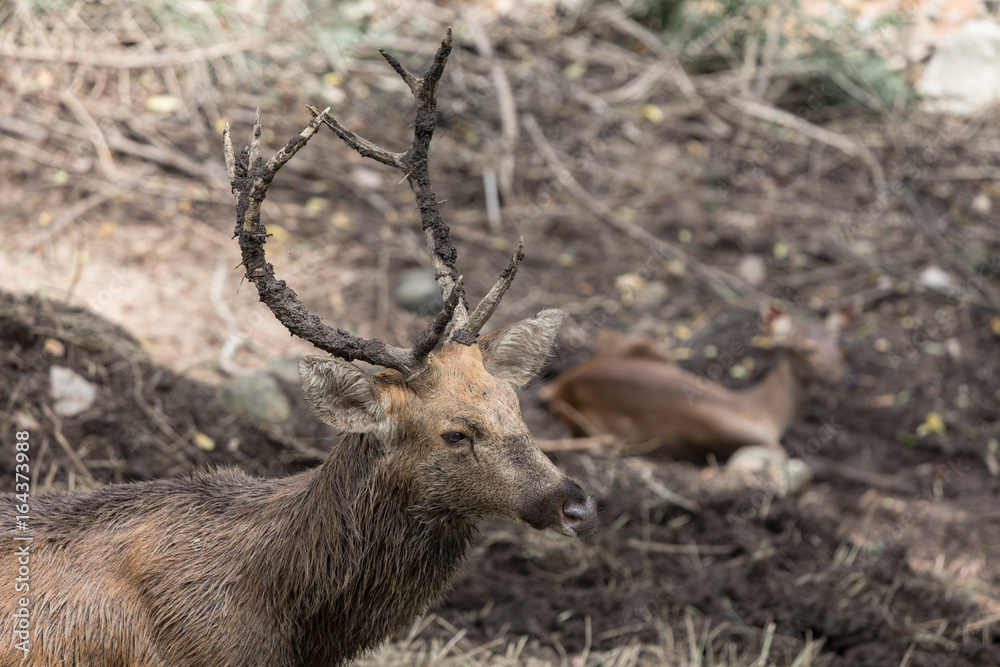 Swamp Deer Live In Open Zoo, Thailand. Swamp Deer Live In Open Zoo, Thailand.