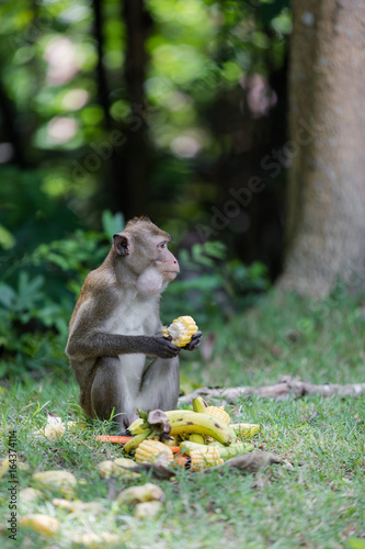 A Monkey Live In Khao Kheow Open Zoo,Thailand.