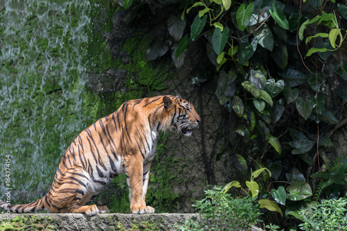 A Tiger Live In Khao Kheow Open Zoo Thailand.