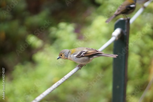 Madère, Portugal - oiseau