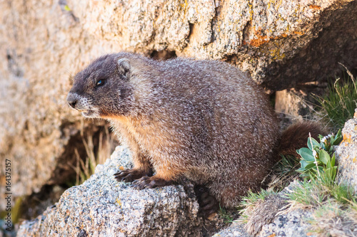 Marmot Resting on Rock at the Top of Mount Evans, Colorado