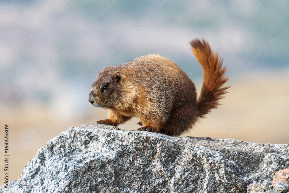 Marmot Resting on Rock at the Top of Mount Evans, Colorado Marmot Resting on Rock at the Top of Mount Evans, Colorado