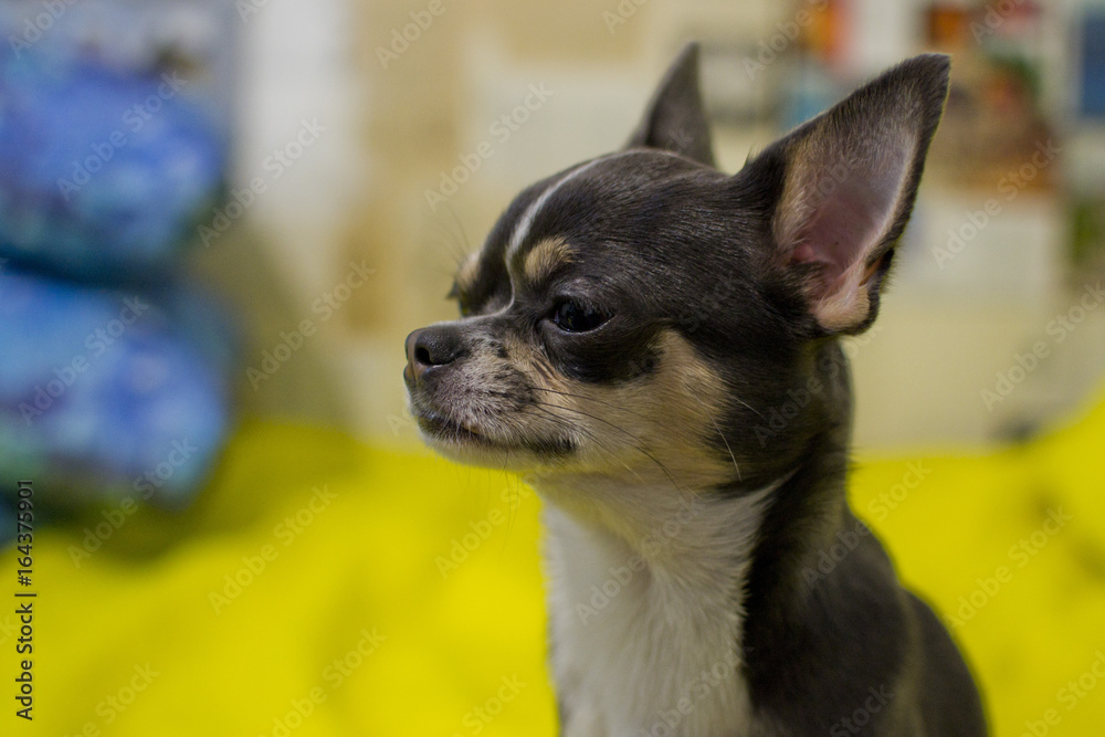 Black and white Chihuahua dog, adult, head profile Black and white Chihuahua dog, adult, head profile