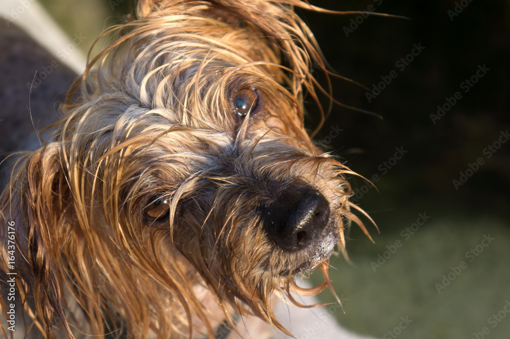 Naklejka premium Surprised dog. Doggy with curiosity expression raising his ears. Close-up Dog tilting his head Hey what's up, brown Yorkshire Terrier doggie. Blurry background