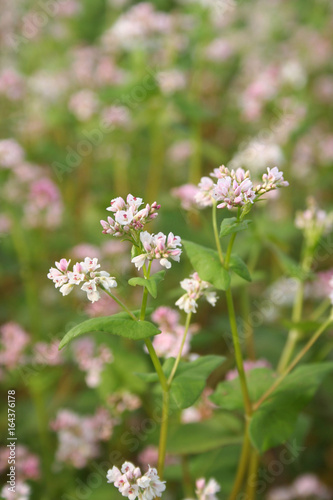 Pianta di grano saraceno con fiori rosa © saratm