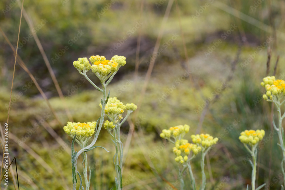 Obraz premium yellow immortelle flowers