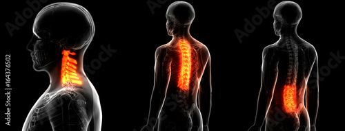 Εκτύπωση καμβά Human Skeleton Vertebral Column Anatomy