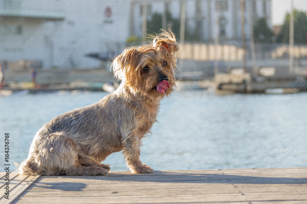 funny Dog sticking his tongue, looking straight ahead, Doggy brown Yorkshire Terrier dog. Blurry background of a harbor and the sea funny Dog sticking his tongue, looking straight ahead, Doggy brown Yorkshire Terrier dog. Blurry background of a harbor and the sea