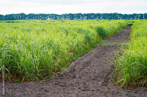 A field of young switchgrass
