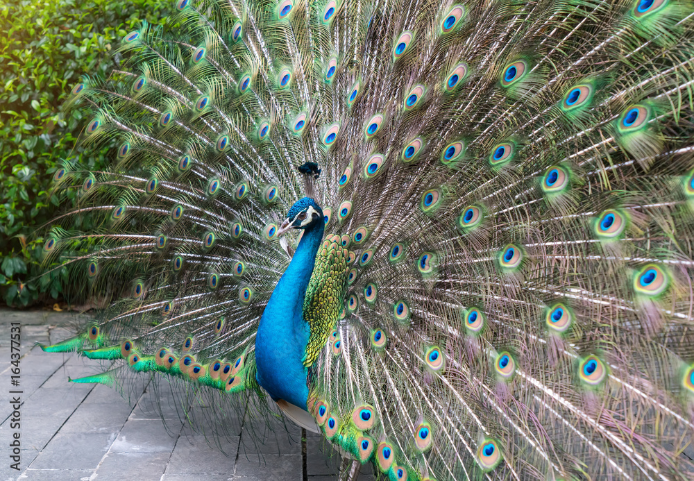 Obraz premium Beautiful spread of a peacock