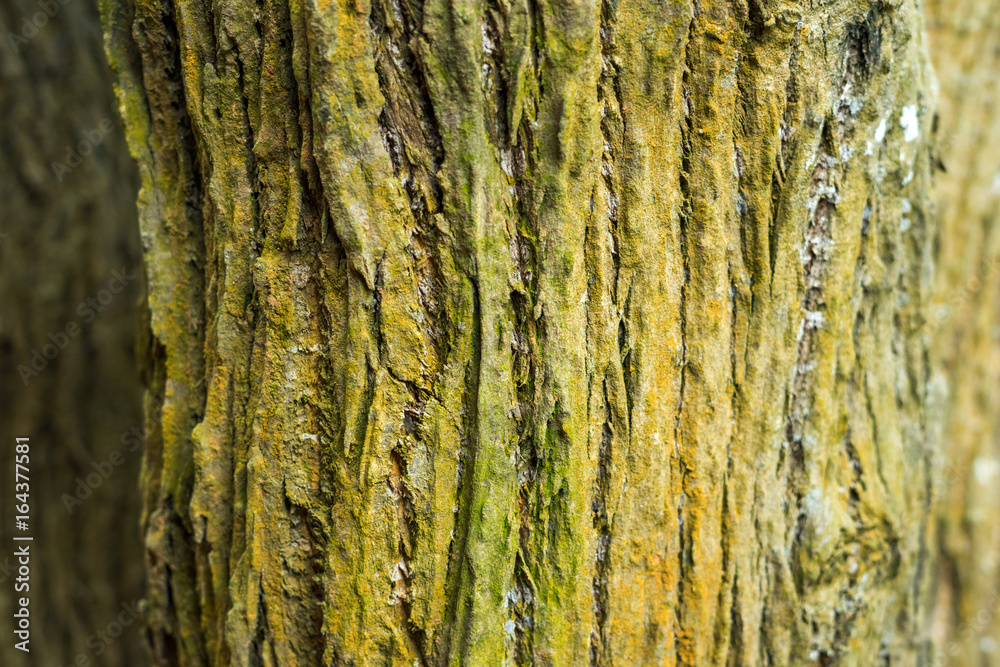 Obraz premium Bark texture background.