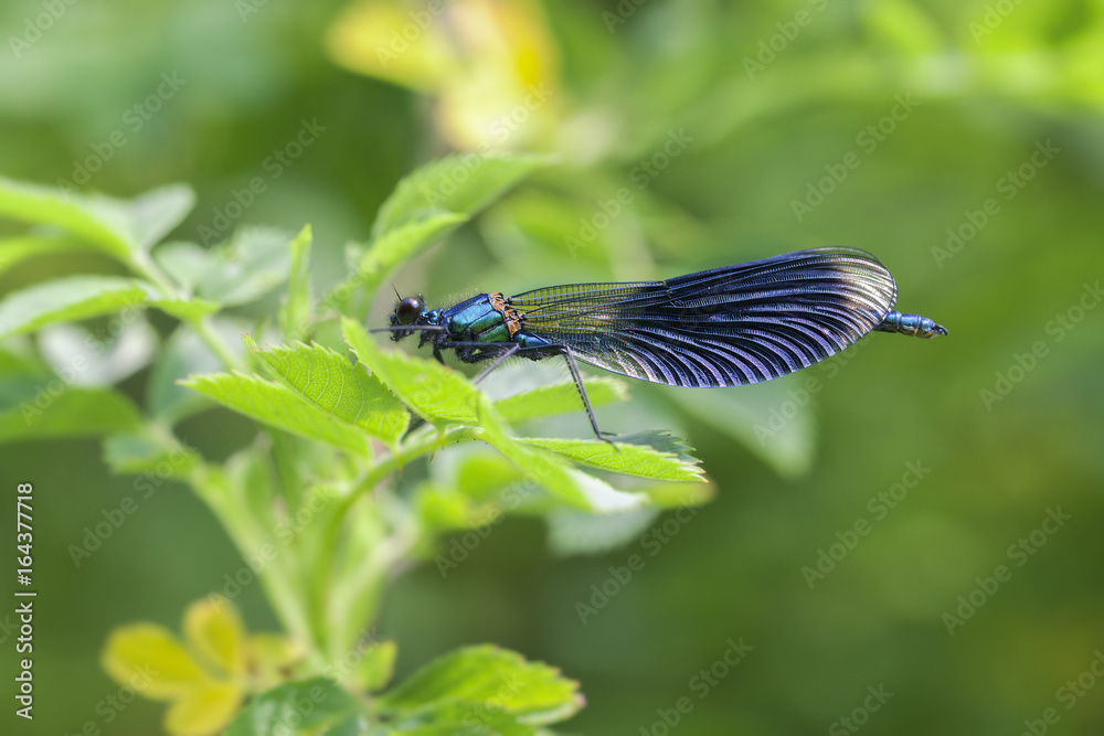 Gebänderte Prachtlibelle - Calopteryx splendens - Makroaufnahme - mit weichem Bokeh Gebänderte Prachtlibelle - Calopteryx splendens - Makroaufnahme - mit weichem Bokeh