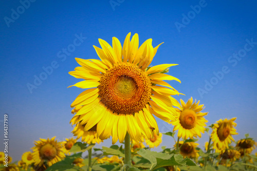Sunflower with beautiful sky