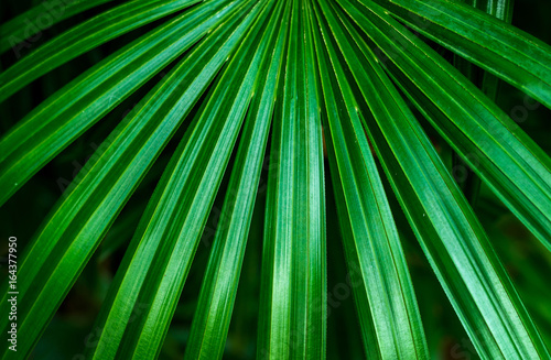 Green palm leaf background. © Kanokpol