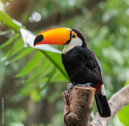 Toucan bird on the forest © xiaoliangge