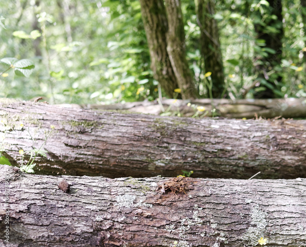 detail of cutted trunk detail of cutted trunk