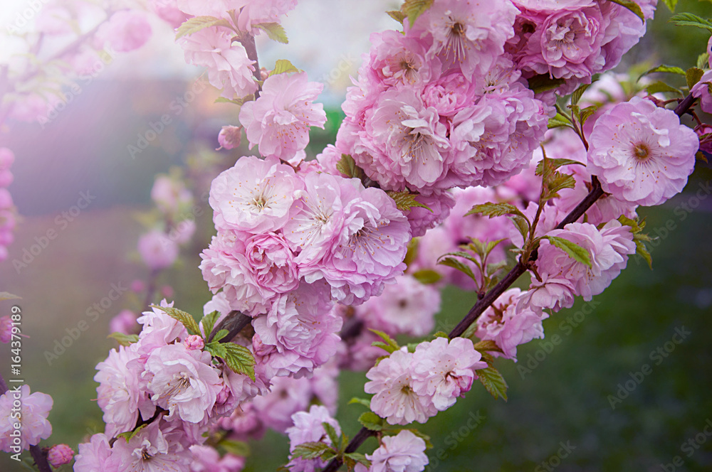 Obraz premium high resolutuion cherry blosoom