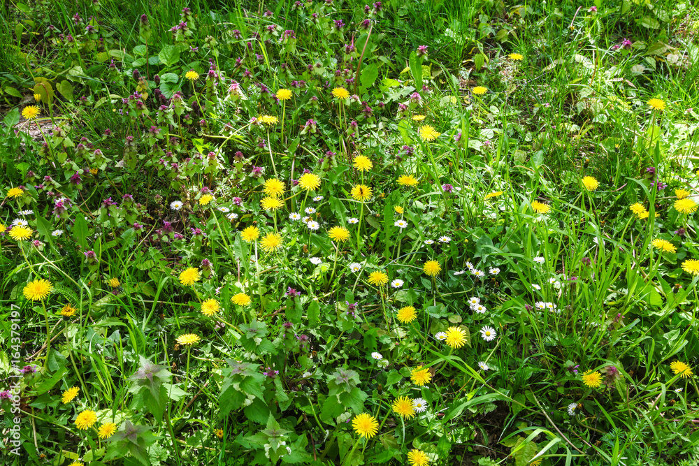 Naklejka premium Blühende Blumenwiese im Frühsommer