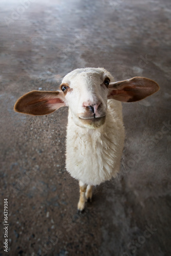 Sheep portrait in Thailand farm