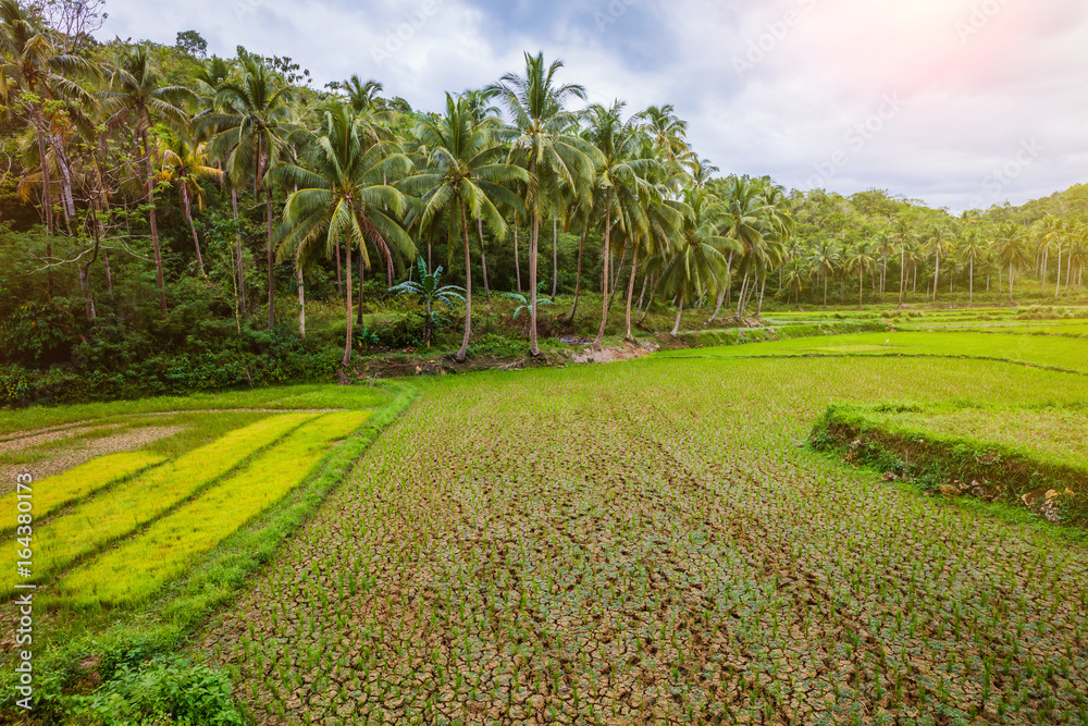 Rice field on Bohol, Philippines Rice field on Bohol, Philippines