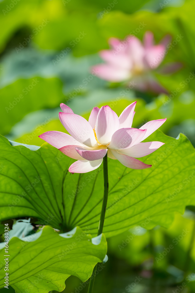 Lotus flower in pond