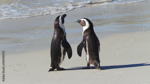 manchots du cap en Afrique du Sud photo