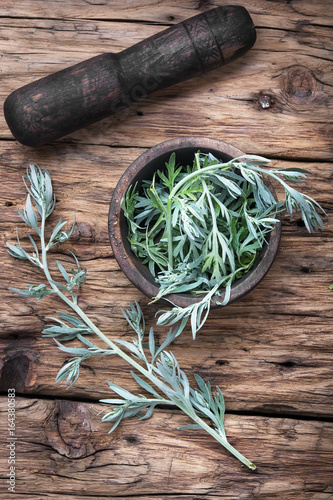 Fotografie Branch of medicinal wormwood