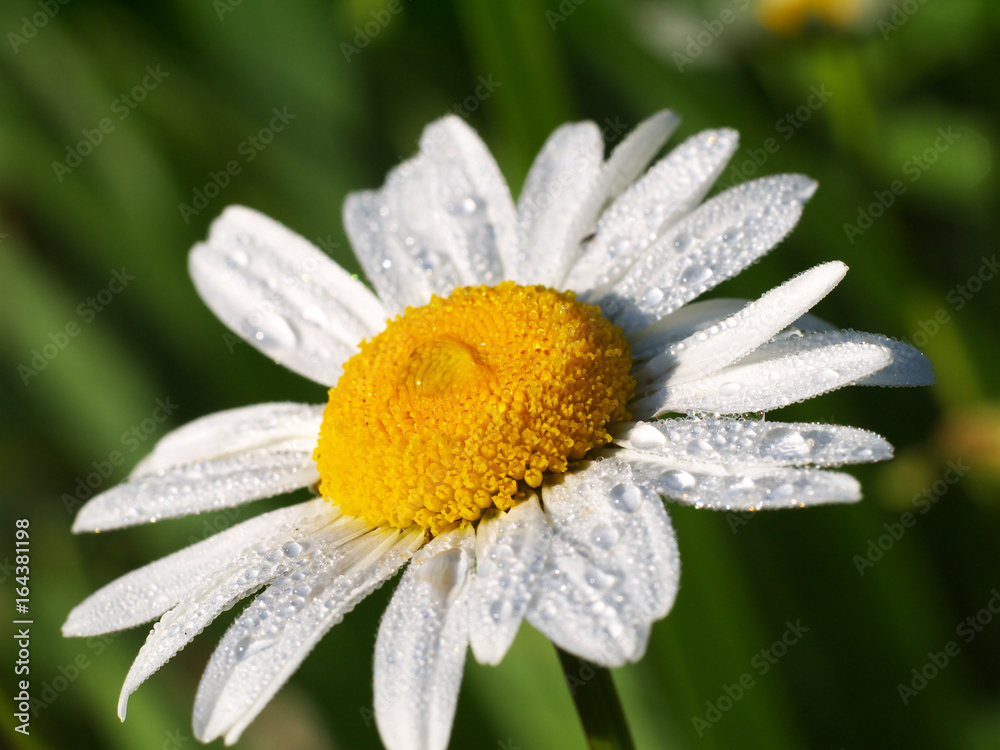 daisy flower with dewdrops on it under morning sunlight, macro daisy flower with dewdrops on it under morning sunlight, macro