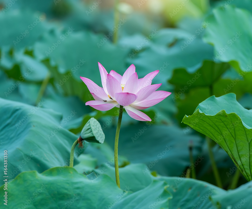 Obraz premium blooming lotus flower
