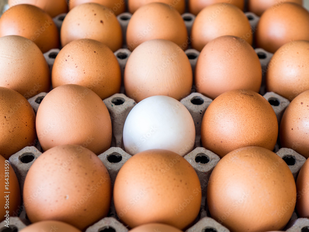 Close-up view of raw chicken. Every egg is a yellow egg, with the exception of white duck eggs.The duck eggs shows prominently surrounded by chicken eggs. Close-up view of raw chicken. Every egg is a yellow egg, with the exception of white duck eggs.The duck eggs shows prominently surrounded by chicken eggs.