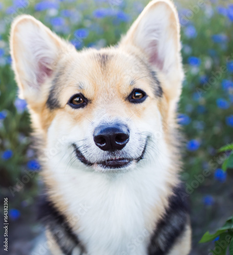 Happy and active purebred Welsh Corgi dog outdoors in the flowers on a sunny summer day.