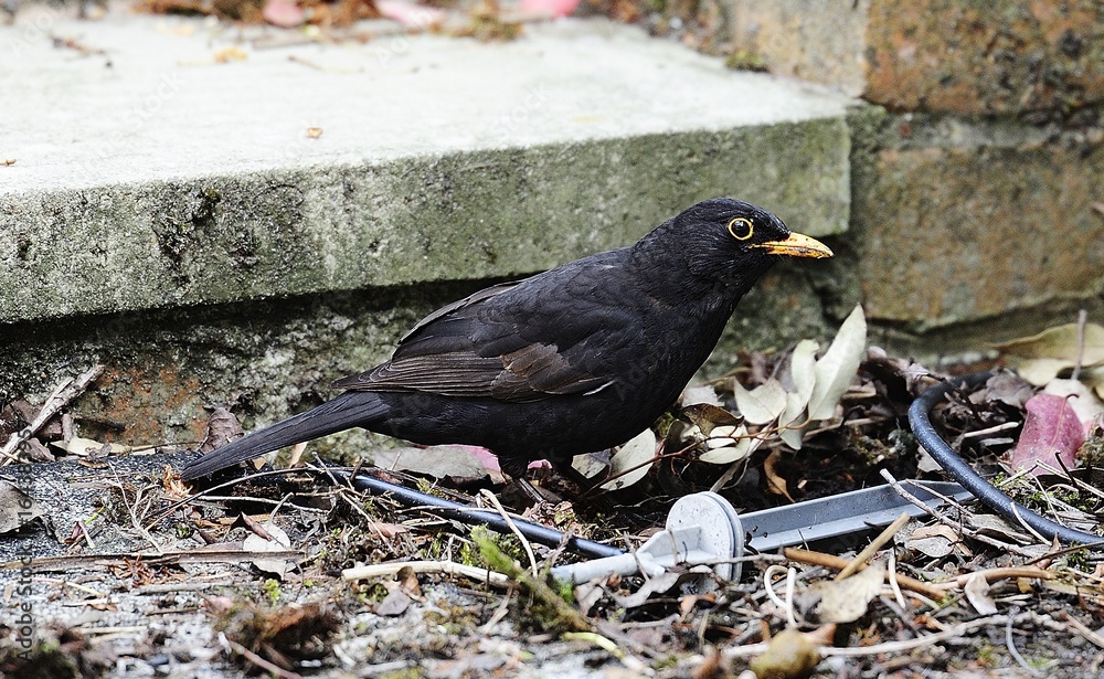 Obraz premium Common blackbird with a grub
