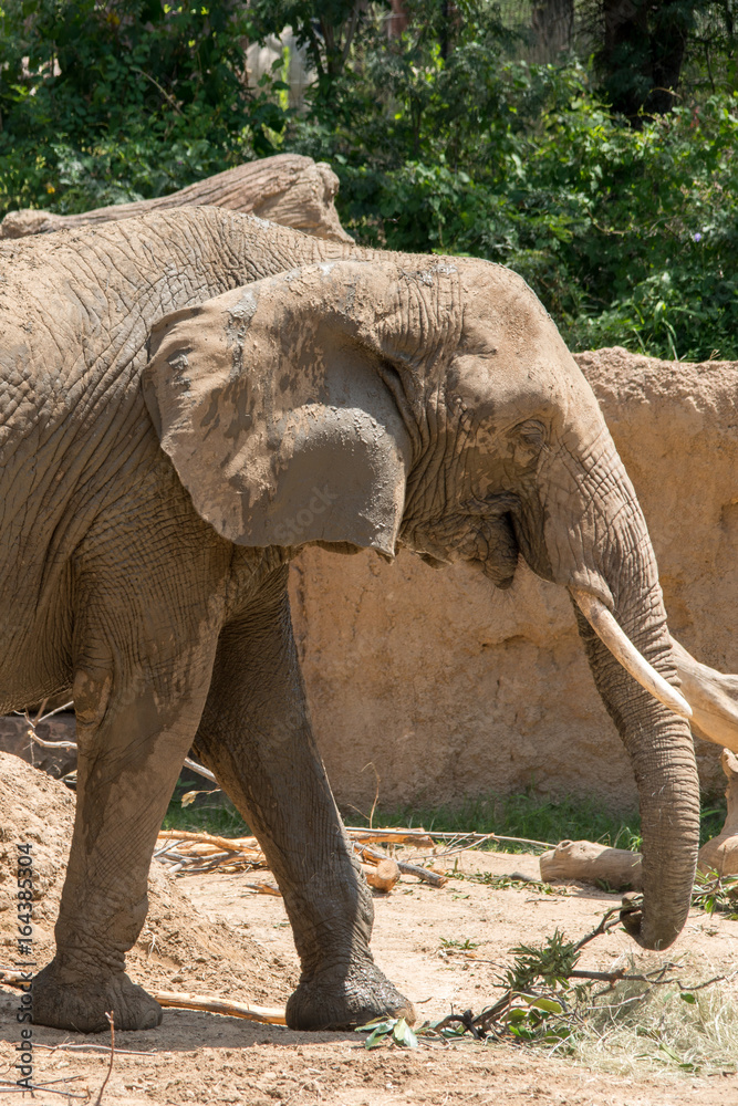 Naklejka premium Elephant