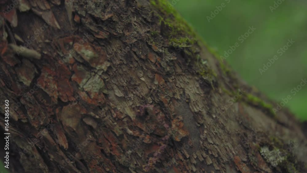 Camera pans through the texture of a tree trunk against a forest background Camera pans through the texture of a tree trunk against a forest background