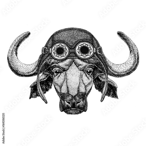 Buffalo, bull, ox wearing aviator hat Motorcycle hat with glasses for biker Illustration for motorcycle or aviator t-shirt with wild animal