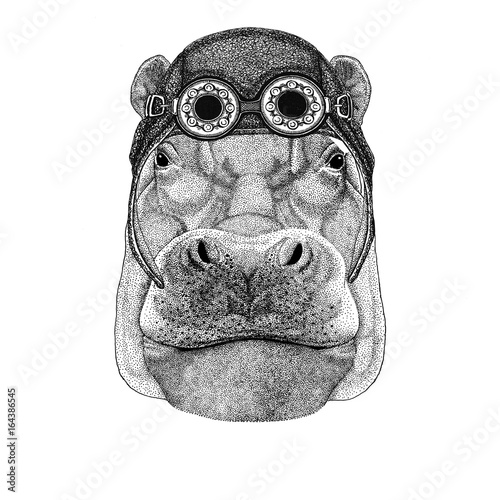 Hippo, Hippopotamus, behemoth, river-horse wearing aviator hat Motorcycle hat with glasses for biker Illustration for motorcycle or aviator t-shirt with wild animal