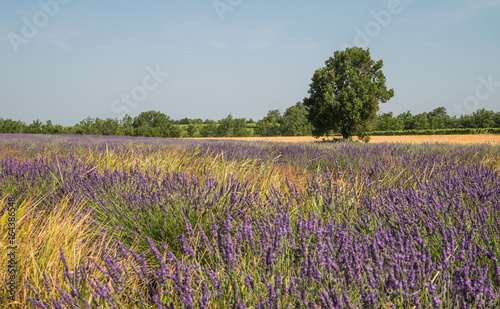 Purple blooming lavender fields in Provence, France during summer