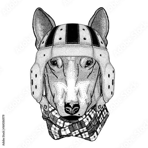 DOG for t-shirt design Wild animal wearing rugby helmet Sport illustration