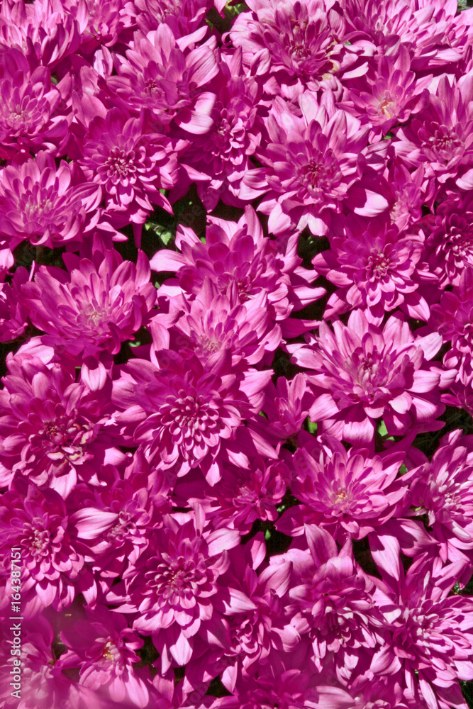 Flower aus lila Flower aus lila