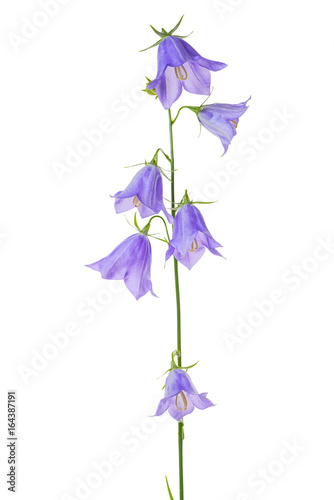 Fototapeta Naklejka Na Ścianę i Meble -  beautiful blooming bouquet blue bell flower isolated on white background, close up