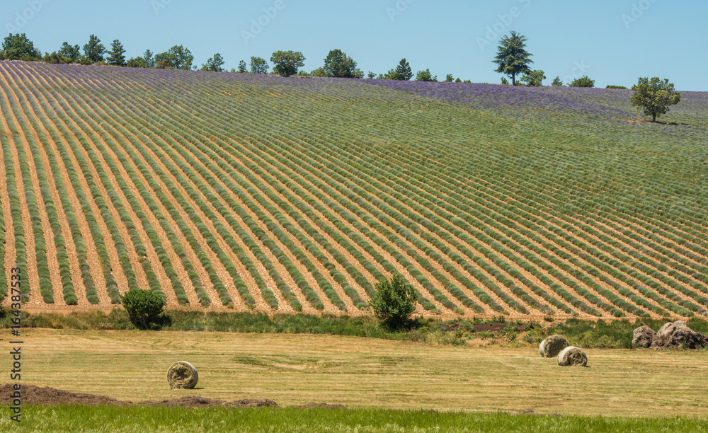 Purple blooming lavender fields in Provence, France during summer
