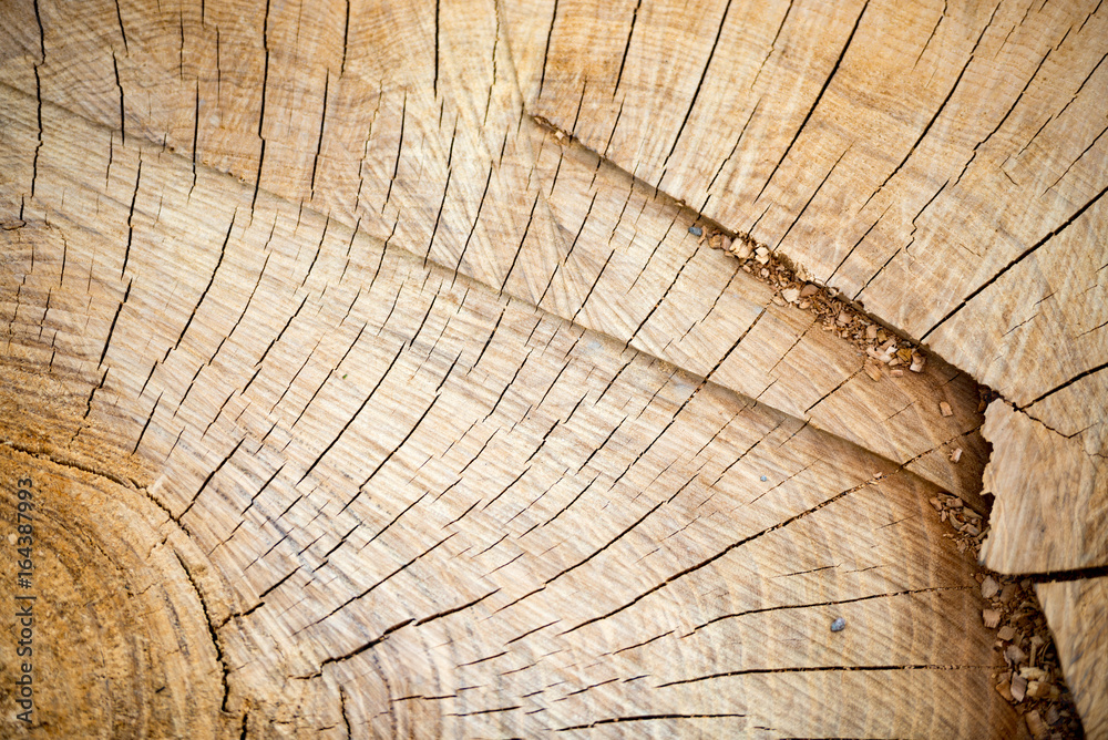 Fototapeta premium Slice of wooden log
