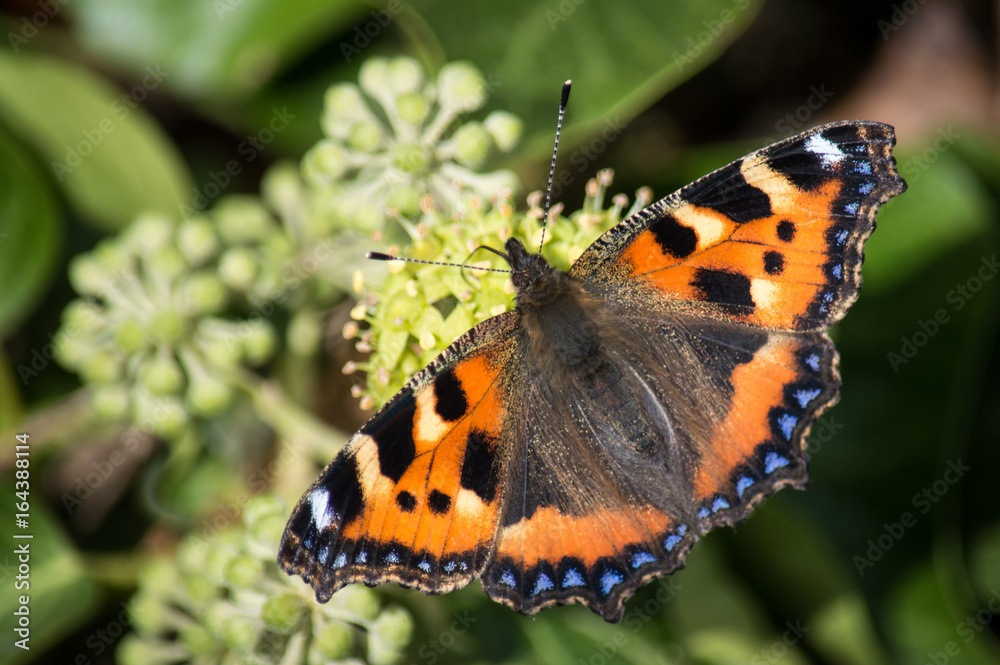 Small tortoiseshell butterfly on ivy flowers Small tortoiseshell butterfly on ivy flowers