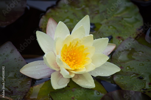 Water lily flower fully opened
