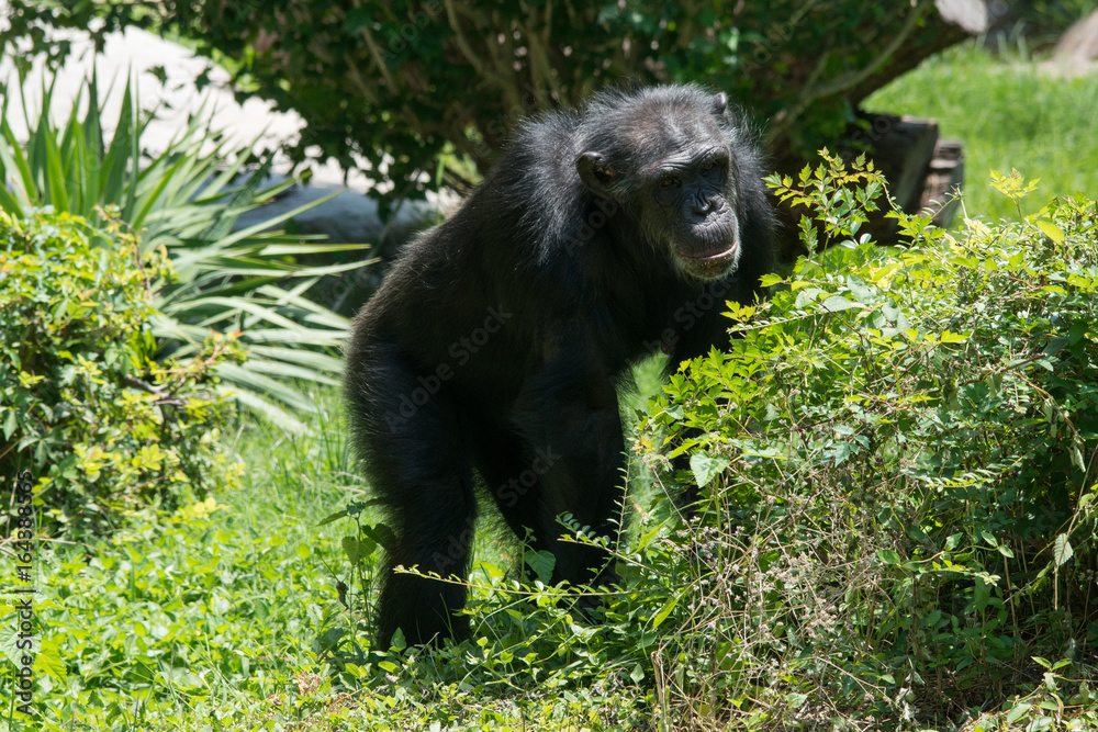 Obraz premium Chimpanzee