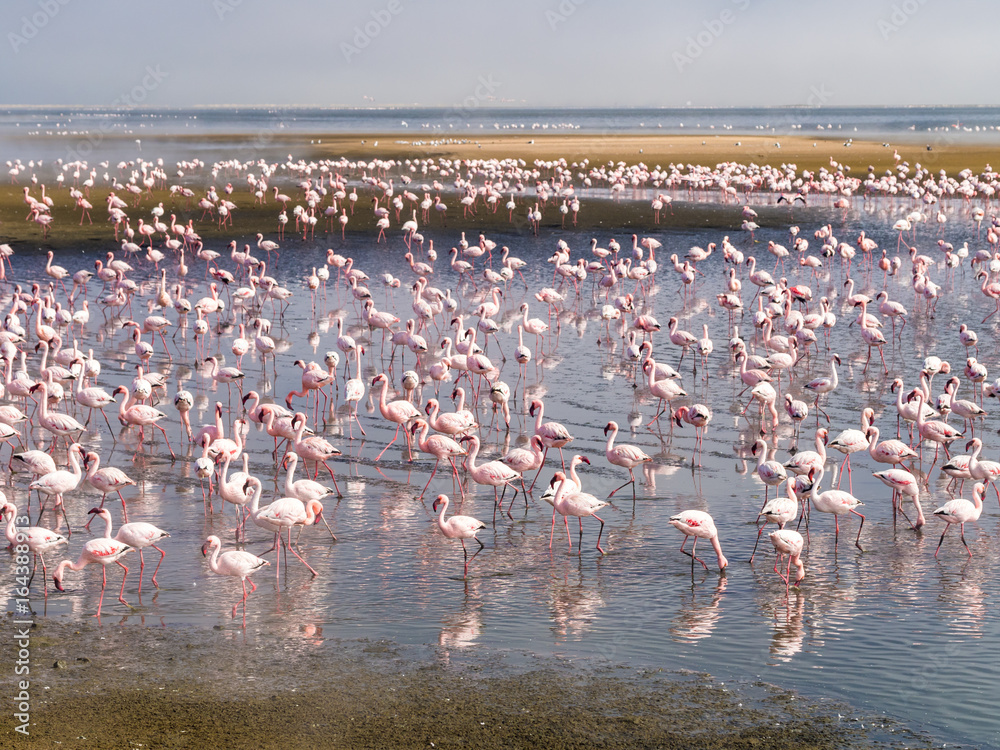 Naklejka premium Group of flamingos on Walvis Bay Lagoon.